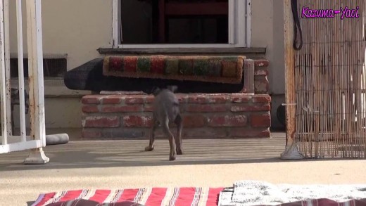 Rescate de un perro lanzado a un canal